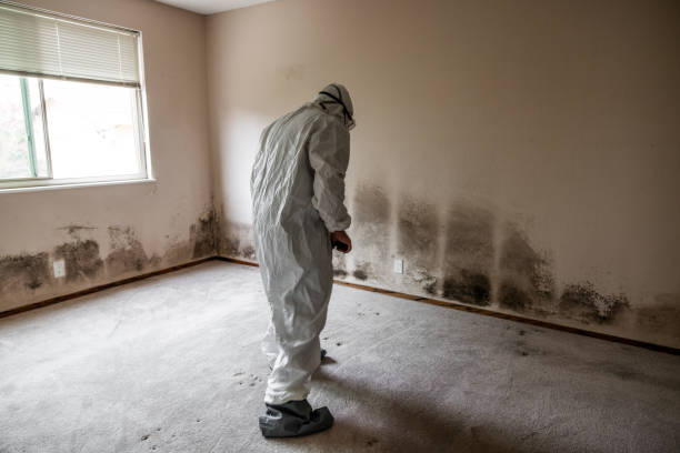 Best Residential Mold Remediation in West Columbia, SC