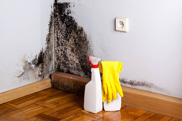 Best Post-Flood Mold Remediation in West Columbia, SC